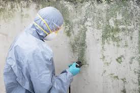 Why You Should Choose Our Mold Remediation Services in Chickasha, OK